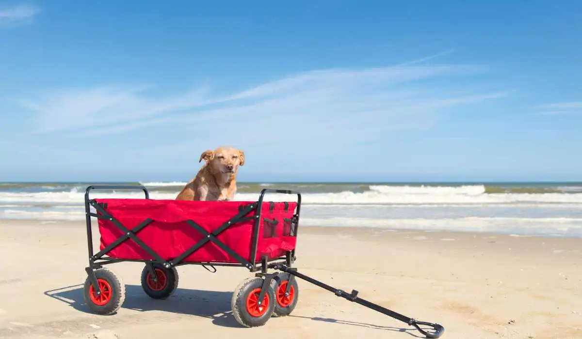 8 Best Beach Carts for Seniors – Making Beach Trips Effortless and Enjoyable
